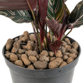 Expanded Clay Aggregate 8-16mm – LECA Keramzyt for Hydroponics & Irrigation