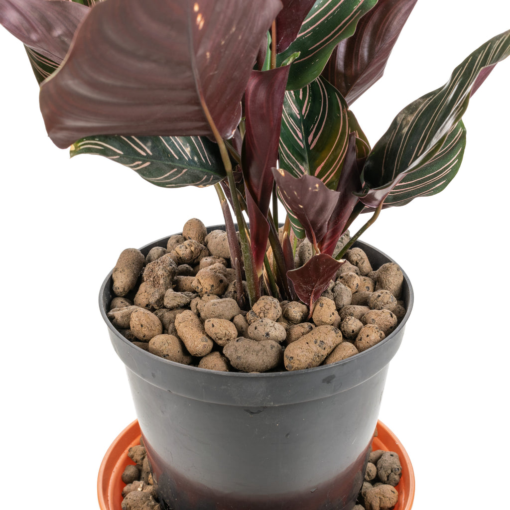Expanded Clay Aggregate 8-16mm – LECA Keramzyt for Hydroponics & Irrigation