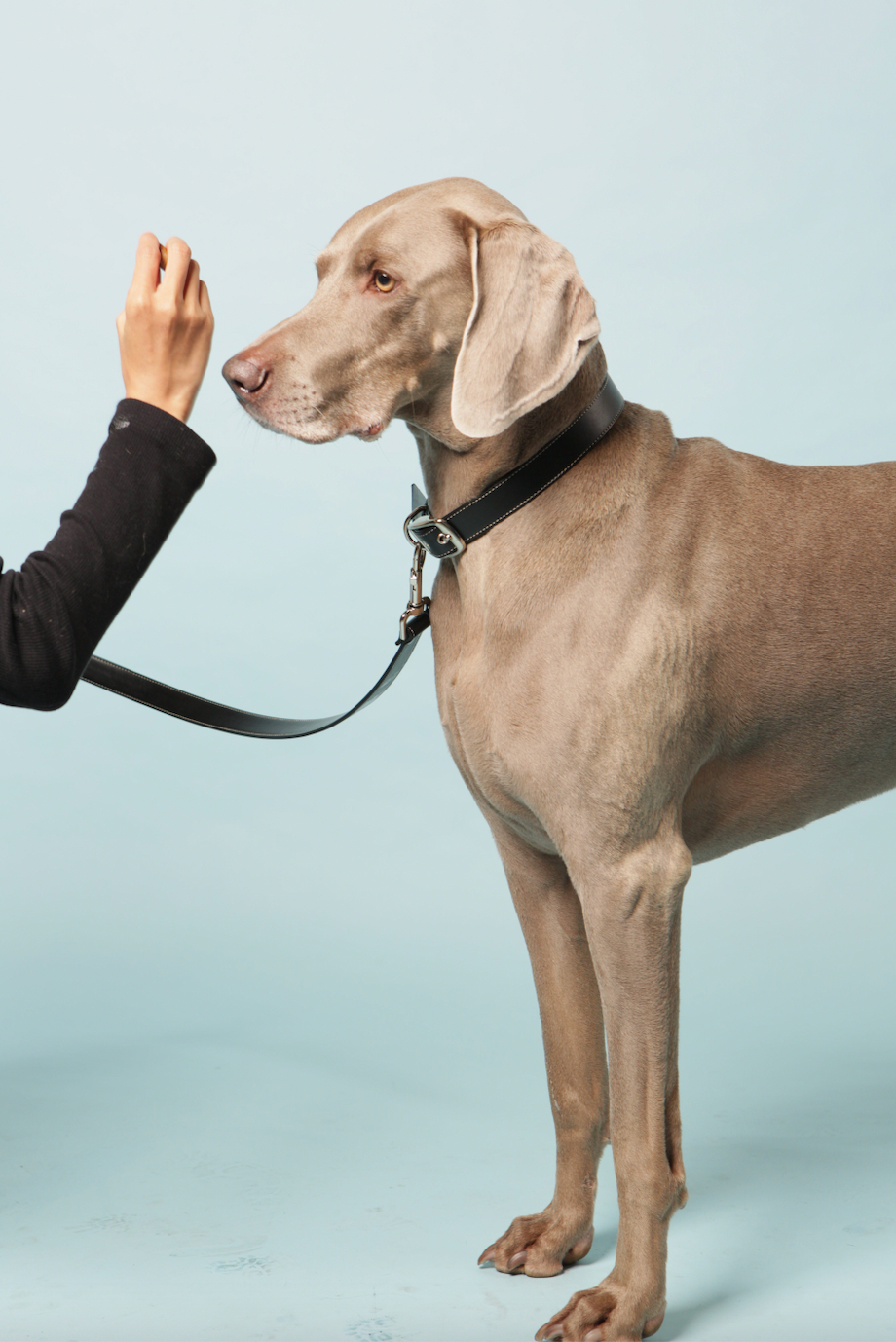 Black Vegan Apple Leather Dog Lead | Eco-Friendly Pet Accessory