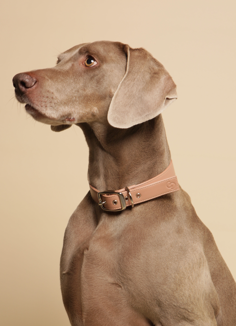Blush Pink Vegan Apple Leather Dog Collar | Eco-Friendly Pet Accessory